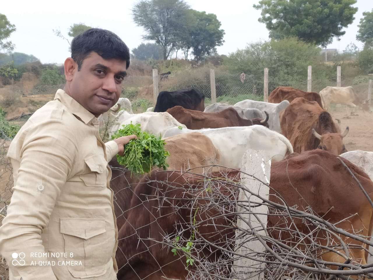 Pragya Institute's Generous Donation to Muhana Mandi Gaushala: How 5000 Bunches of Feed Are Making a Difference